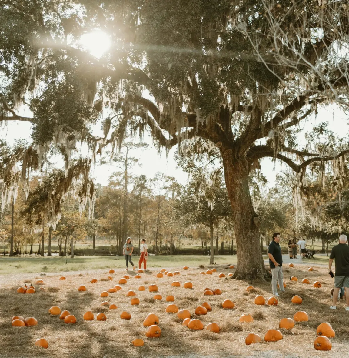 Congaree & Penn Pumpkin Patch